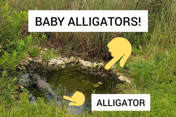 Everglades National Park alligators: baby alligators in the everglades in shark valley. where to see alligators in florida. florida travel blog.