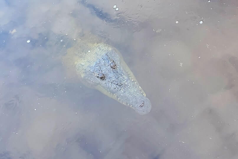 Where to see crocodiles in Florida. Where to see crocodiles in Everglades National Park. Flamingo Marina crocodiles. south florida travel blog