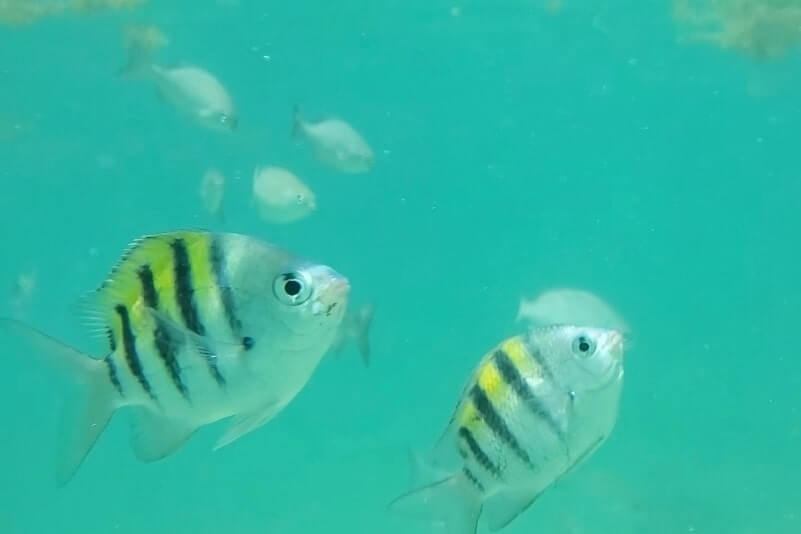 Marathon to Key West drive: marathon to bahia honda state park. best shore snorkeling between marathon and key west. florida keys travel blog