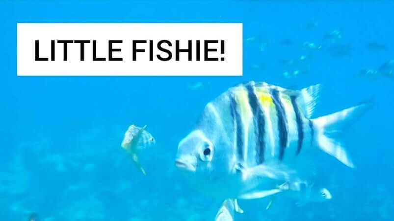 Marathon to Key West drive: marathon to looe key. best snorkeling between marathon and key west. florida keys travel blog