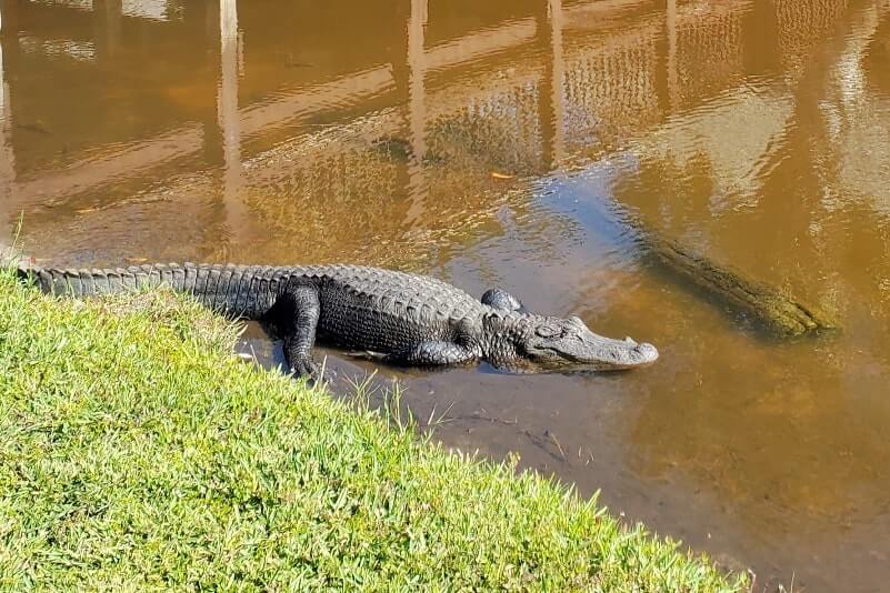 Tamiami Trail vs Alligator Alley: Which is better to see alligators along the road. Tamiami Trail alligators along the road. Best driving route from Naples to Miami. Best driving route from Miami to Naples. Things to do along Tamiami Trail. south florida travel blog