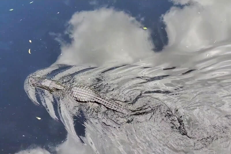 Tamiami Trail vs Alligator Alley: Which is better to see alligators along the road. Tamiami Trail alligators along the road. Best driving route from Naples to Miami. Best driving route from Miami to Naples. Things to do along Tamiami Trail. south florida travel blog