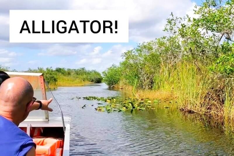 Tamiami Trail airboat rides: Tamiami Trail Everglades airboat tour to see alligators. south florida travel blog