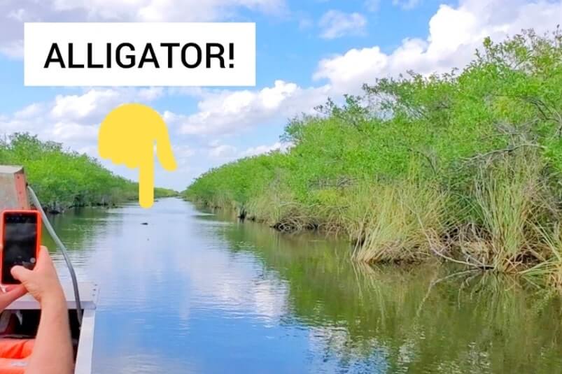 Tamiami Trail airboat rides: Tamiami Trail Everglades airboat tour to see alligators. south florida travel blog