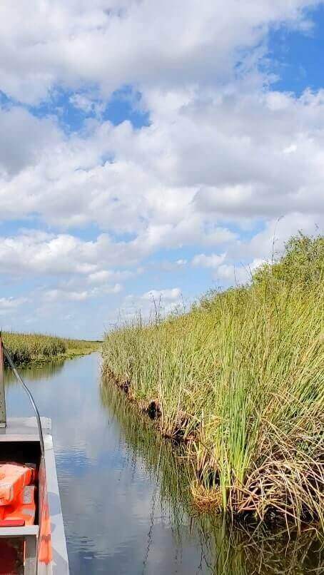 how to see alligators in everglades national park: everglades airboat tour. florida travel blog