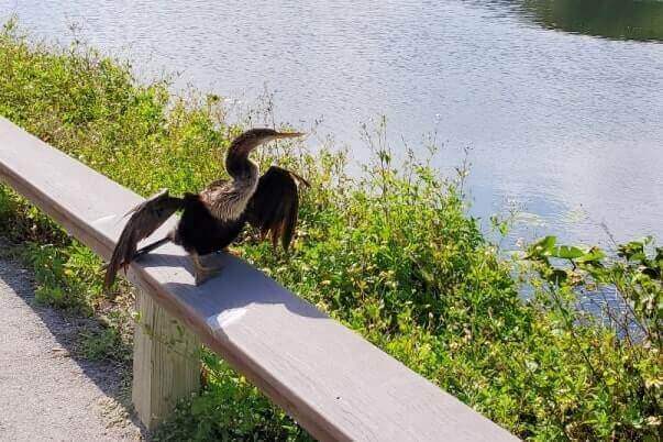 how to see alligators in everglades national park: walking the everglades in royal palm on anhinga trail. florida travel blog