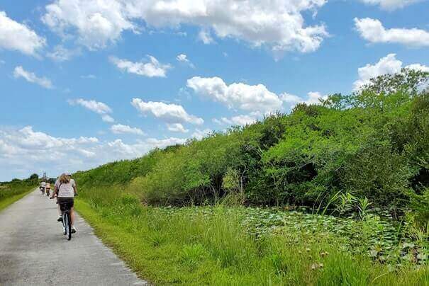 how to see alligators in everglades national park: biking the everglades in shark valley. florida travel blog