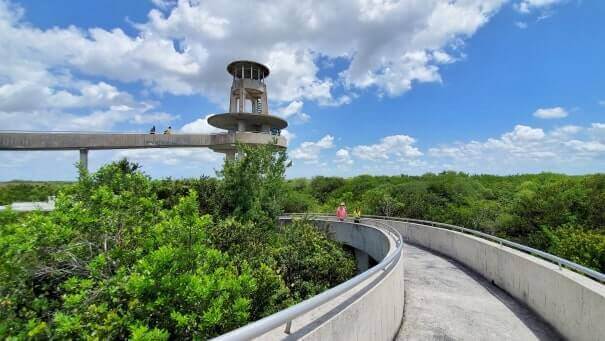 where to see alligators in everglades national park near shark valley observation tower. florida travel blog