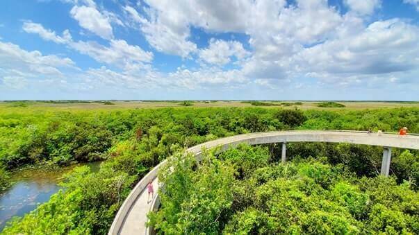 where to see alligators in everglades national park near shark valley observation tower. florida travel blog