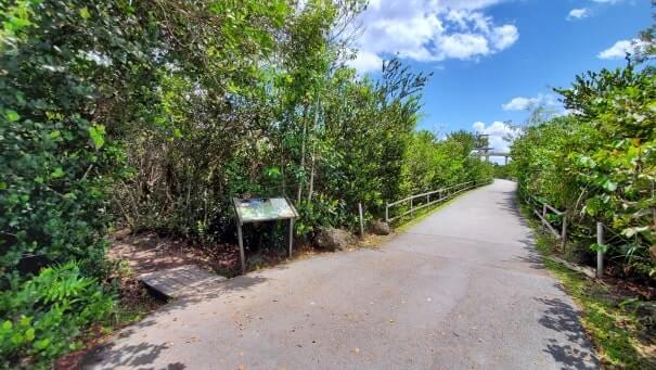 how to see alligators in everglades national park: walking the everglades in shark valley on bottom pit trail. florida travel blog
