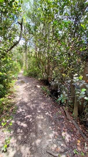 how to see alligators in everglades national park: walking the everglades in shark valley on bottom pit trail. florida travel blog
