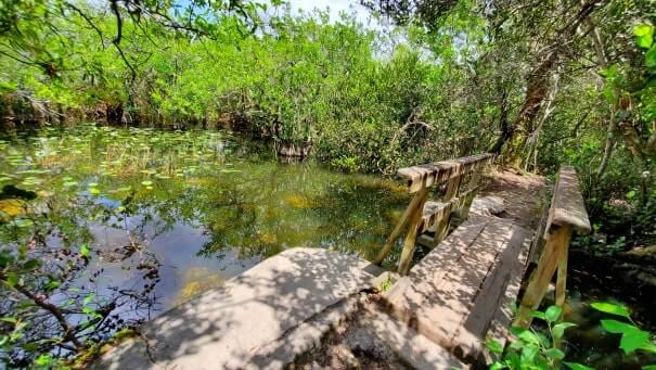 how to see alligators in everglades national park: walking the everglades in shark valley on bottom pit trail. florida travel blog