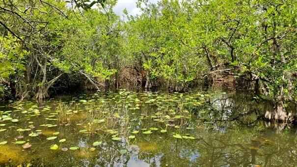 how to see alligators in everglades national park: walking the everglades in shark valley on bottom pit trail. florida travel blog