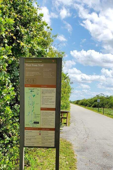 how to see alligators in everglades national park: everglades trail in shark valley. florida travel blog