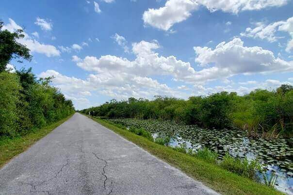 how to see alligators in everglades national park: everglades trail in shark valley. florida travel blog