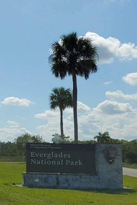 where to see alligators in everglades national park. where to go. florida travel blog