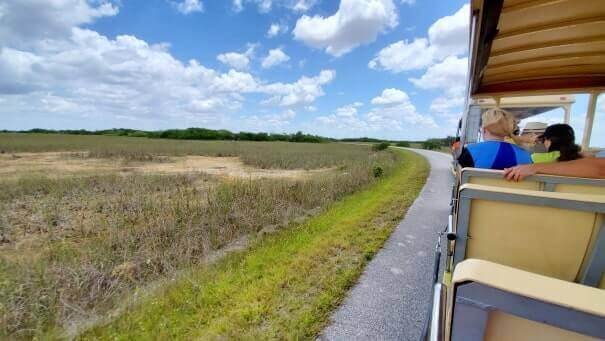 how to see alligators in everglades national park: shark valley tram tour. florida travel blog
