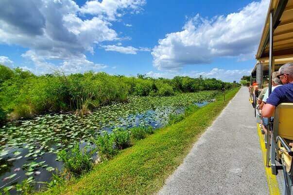 how to see alligators in everglades national park: shark valley tram tour. florida travel blog