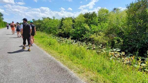 how to see alligators in everglades national park: walking the everglades in shark valley. florida travel blog
