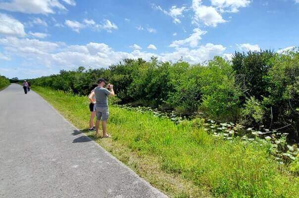 how to see alligators in everglades national park: walking the everglades in shark valley. florida travel blog