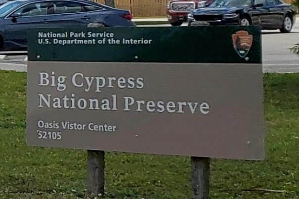 where to see alligators in the everglades: big cypress national preserve alligators near everglades national park florida travel blog