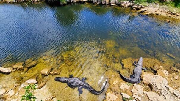 where to see alligators in the everglades: tamiami trail alligators, big cypress national preserve alligators near everglades national park florida travel blog