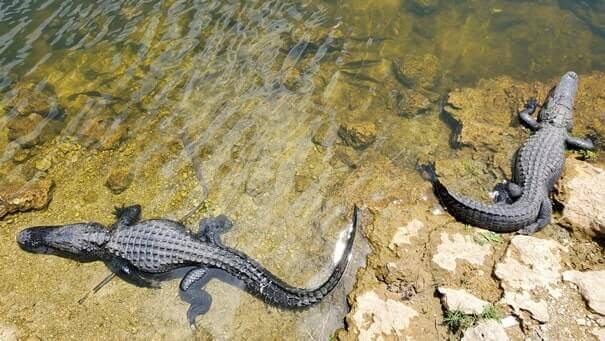 where to see alligators in the everglades: tamiami trail alligators, big cypress national preserve alligators near everglades national park florida travel blog