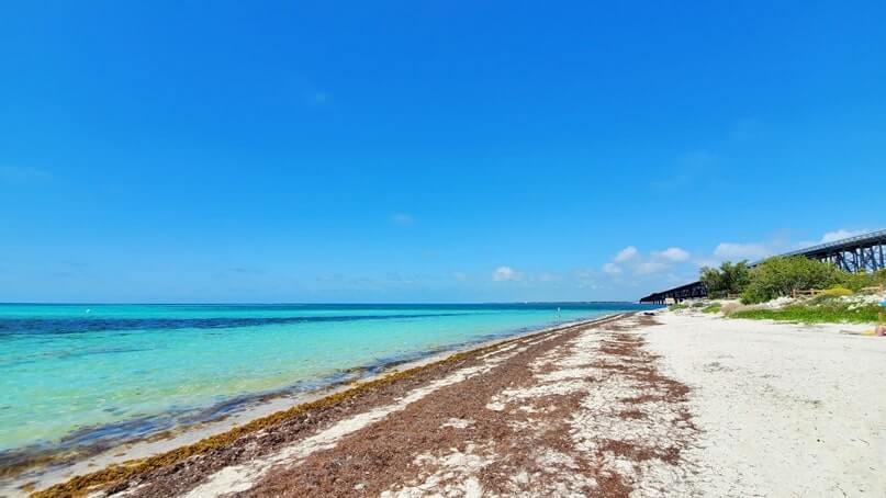 Bahia Honda State Park beach seaweed. Florida Keys seaweed. florida keys travel blog