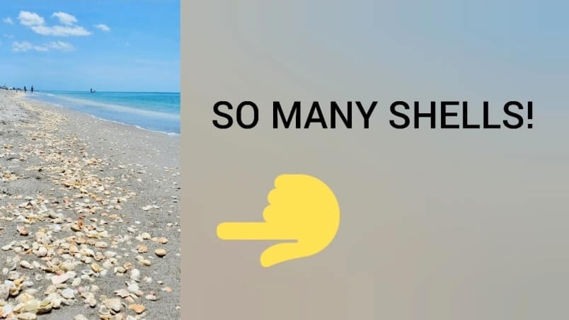 best captiva island beaches for shelling. best captiva island shelling. southwest flordia travel blog