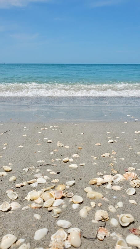 best captiva island beaches for shelling. best captiva island shelling. southwest flordia travel blog