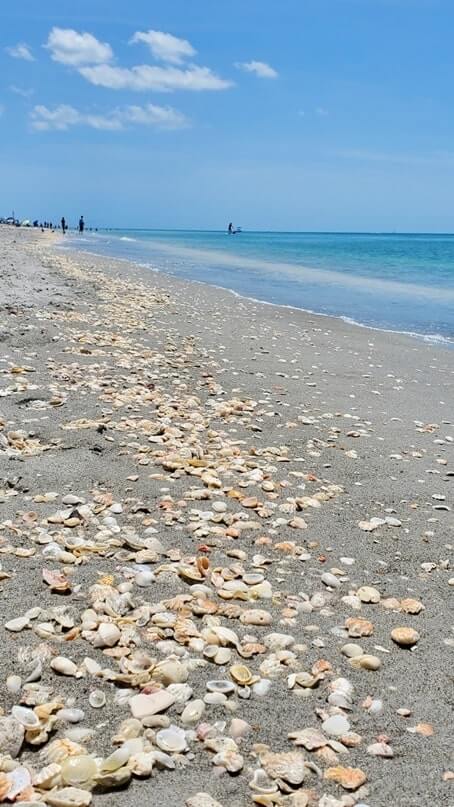 best captiva island beaches for shelling. best captiva island shelling. southwest flordia travel blog
