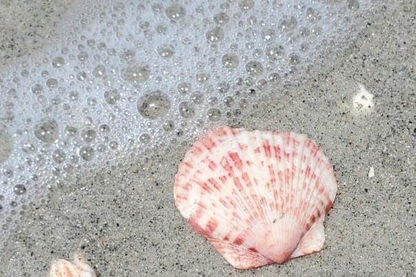 best captiva island beaches for shelling. best captiva island shelling. southwest flordia travel blog