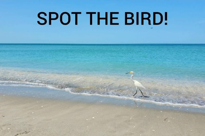 snowy egret at captiva island beach. florida egret. captiva island egret. southwest florida travel blog