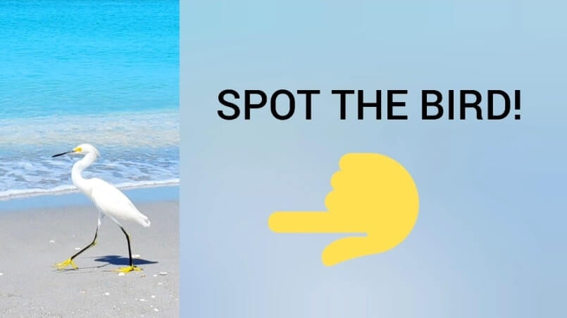 snowy egret at captiva island beach. florida egret. captiva island egret. southwest florida travel blog