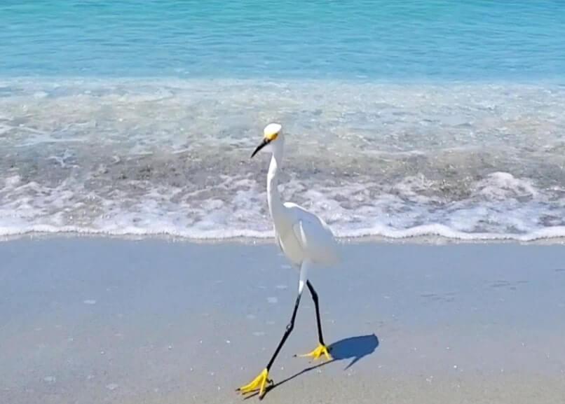 snowy egret at captiva island beach. florida egret. captiva island egret. southwest florida travel blog