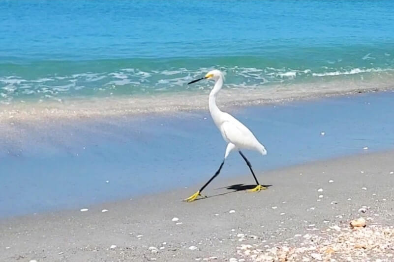 snowy egret at captiva island beach. florida egret. captiva island egret. southwest florida travel blog