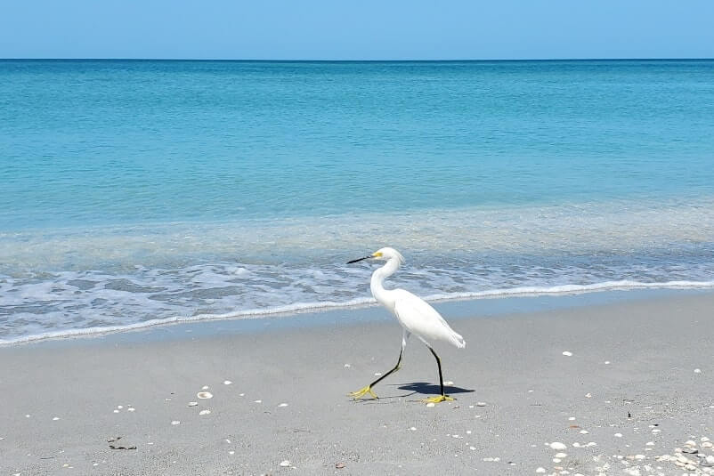 snowy egret at captiva island beach. florida egret. captiva island egret. southwest florida travel blog