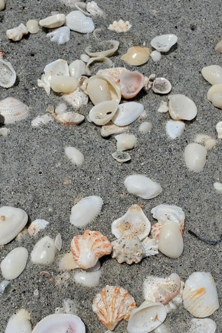 Captiva Island public beaches for shelling: Alison Hagerup Beach. north captiva. southwest florida travel blog