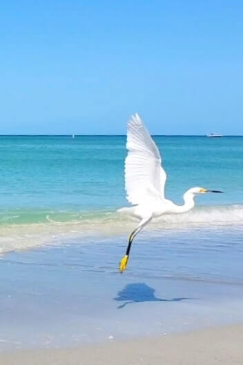 snowy egret at captiva island beach. florida egret. captiva island egret. southwest florida travel blog