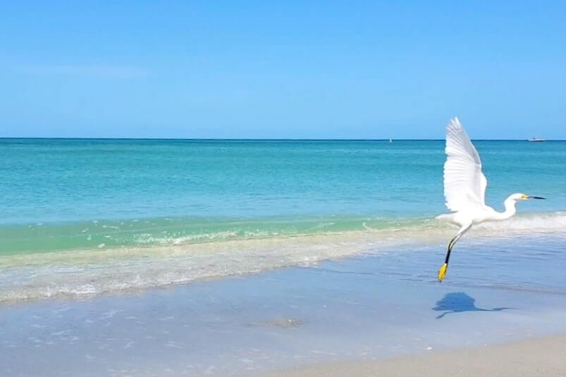 snowy egret at captiva island beach. florida egret. captiva island egret. southwest florida travel blog