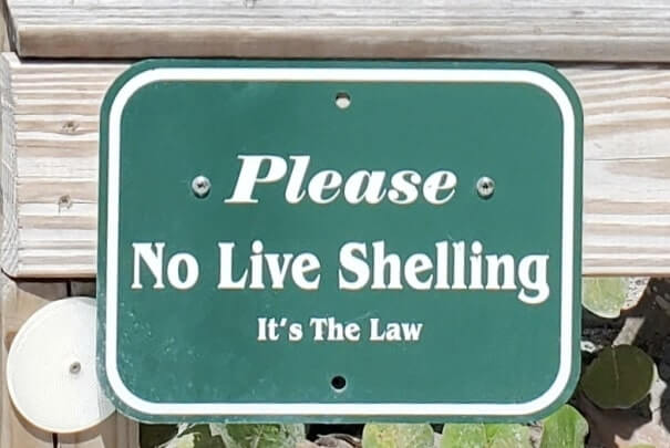 captiva island live shelling. southwest florida travel blog