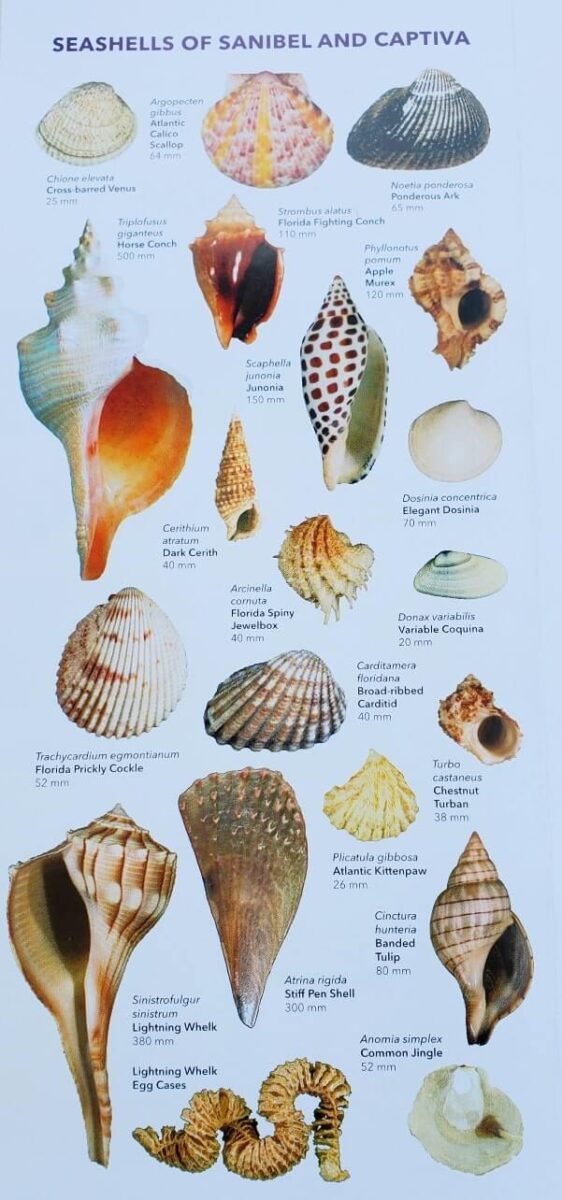 captiva island shell identification guide. captiva island beaches shelling. captiva seashells. southwest florida travel blog