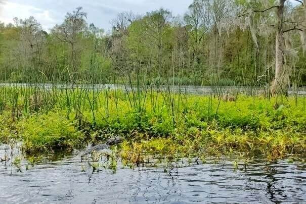 Florida Panhandle to Disney World drive: Stop to do wakulla springs state park boat tour. where to see alligators between florida panhandle and disney world. florida road trip travel blog