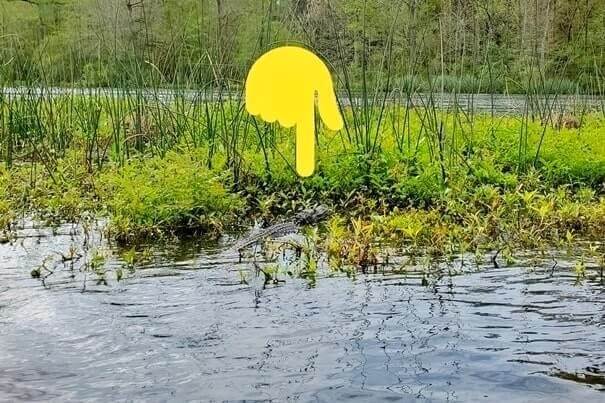 Florida Panhandle to Disney World drive: Stop to do wakulla springs state park boat tour. where to see alligators between florida panhandle and disney world. florida road trip travel blog