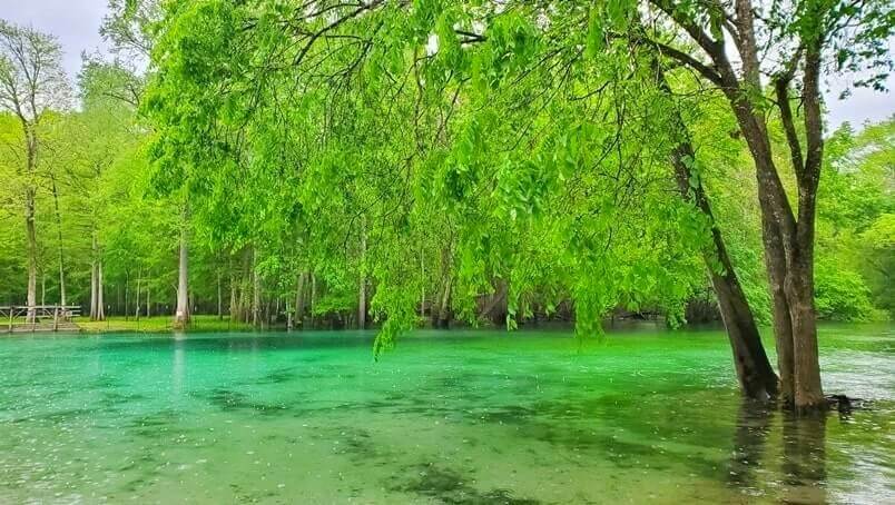 Florida Panhandle to Orlando drive: Stop to see Gilchrist Blue Springs State Park. Florida springs between florida panhandle and orlando. florida road trip travel blog