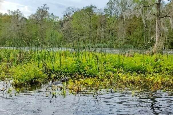 Florida Panhandle to Orlando drive: Stop to do wakulla springs state park boat tour. where to see alligators between florida panhandle and orlando. florida road trip travel blog