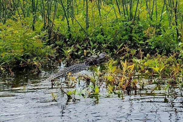 Florida Panhandle to Orlando drive: Stop to do wakulla springs state park boat tour. where to see alligators between florida panhandle and orlando. florida road trip travel blog