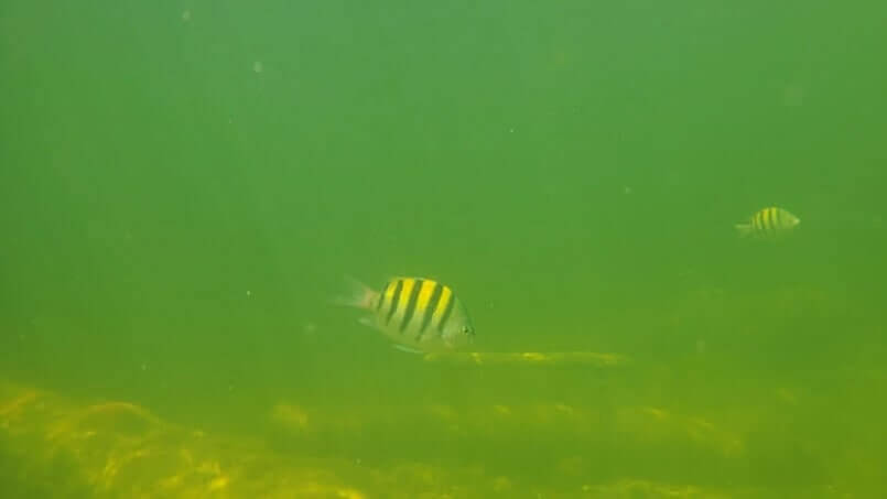 john pennekamp state park beach snorkeling: cannon beach snorkeling. key largo beach snorkeling. florida keys travel blog
