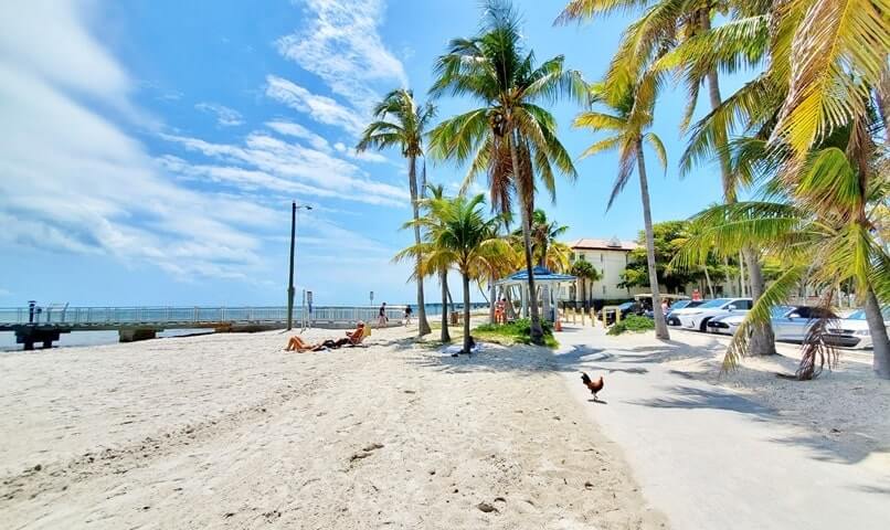 Key West chickens at the beach. Florida Keys chickens at the beach. wild chickens in key west. florida keys travel blog