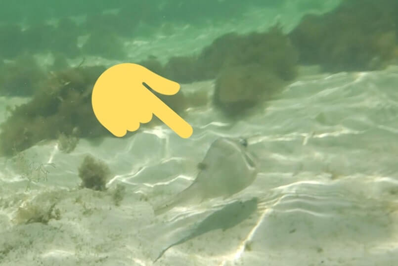Bahia Honda State Park snorkeling from shore: Loggerhead Beach snorkeling. Best Florida Keys snorkeling from shore. lower keys snorkeling. florida travel blog